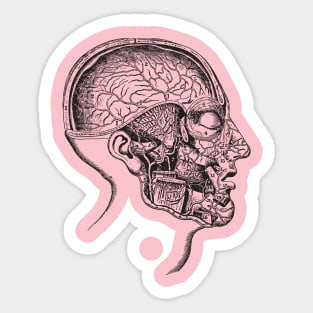 Head anatomy Sticker